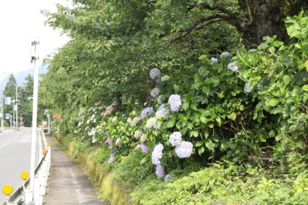 アジサイ「武州日野駅」
