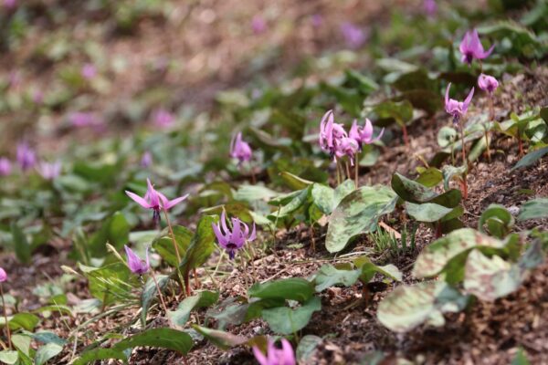 札所25番 久昌寺のカタクリ