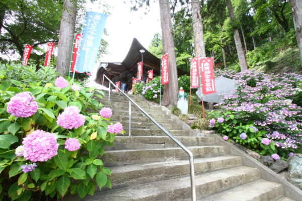アジサイ「札所3番 常泉寺」