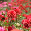 両神山麓花の郷 ダリア園