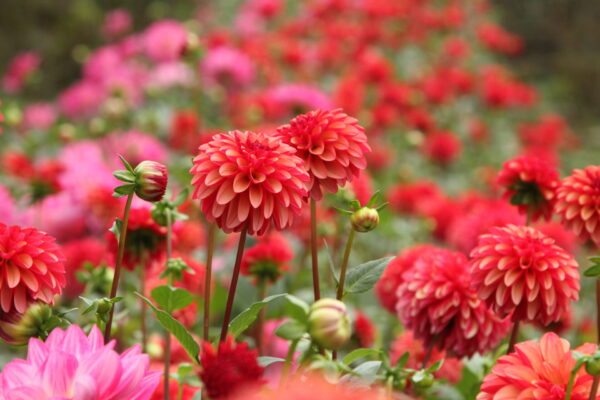 両神山麓花の郷 ダリア園