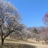 秩父ミューズパーク梅園