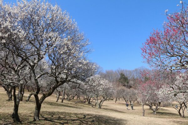 秩父ミューズパーク梅園