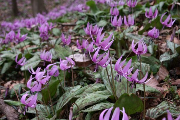 白砂公園カタクリの里