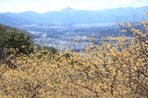 宝登山ロウバイ園