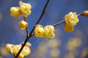 宝登山ロウバイ園