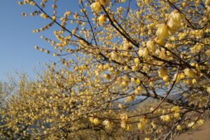 宝登山ロウバイ園