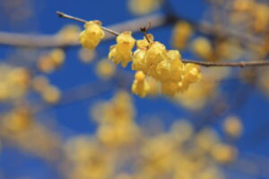 宝登山ロウバイ園