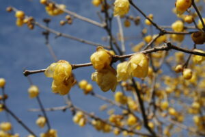 宝登山ロウバイ園