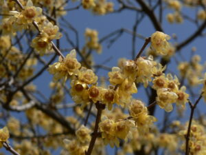 宝登山ロウバイ園