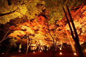 月の石もみじ公園紅葉ライトアップ