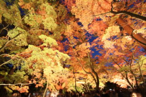 月の石もみじ公園紅葉ライトアップ