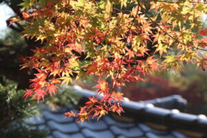 紅葉「寳登山神社」