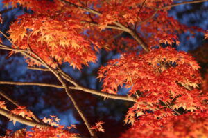月の石もみじ公園紅葉ライトアップ
