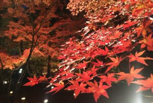 月の石もみじ公園紅葉ライトアップ