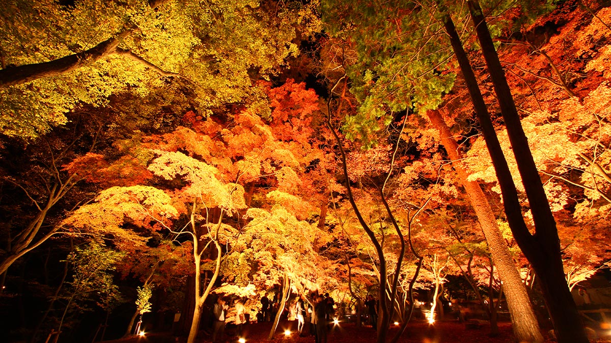 月の石もみじ公園紅葉ライトアップ
