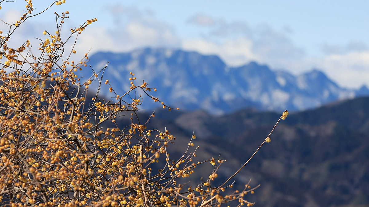宝登山ロウバイ園（1月中旬～2月下旬）