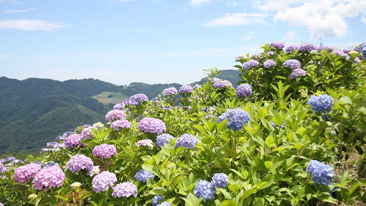 美の山公園のアジサイ