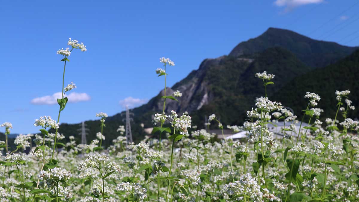 ちちぶ花見の里そばの花（秋）