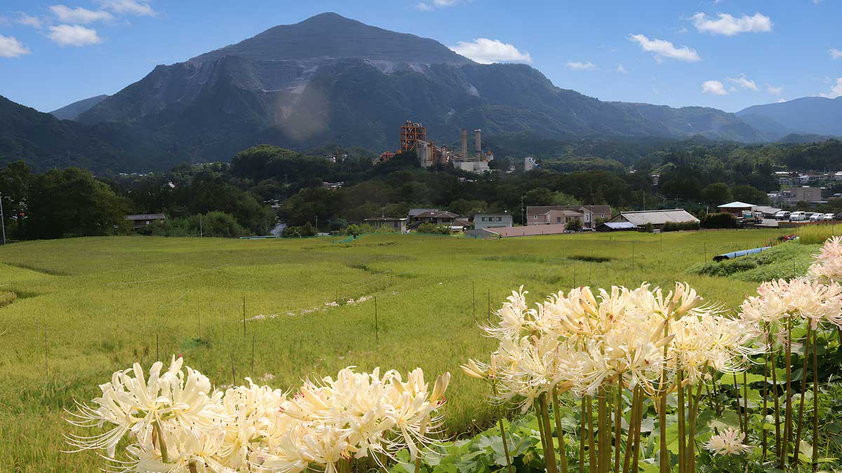 寺坂棚田白い彼岸花